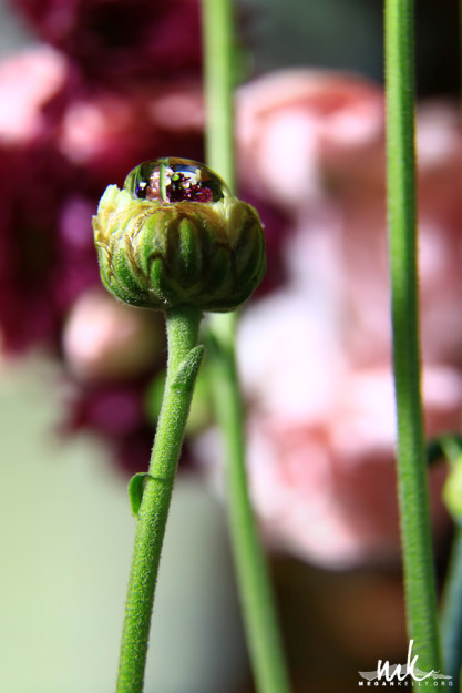 Megan Kelly - Spring in Macro - Flowers, Bees and Waterdrops